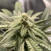 Cap Junky - Micro Grow