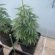 Super Boof #LeaflyStrain24 - Outdoor 26
