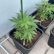 Candy Apples Auto - Outdoor 26