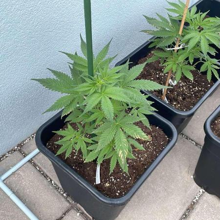 Candy Apples Auto - Outdoor 26