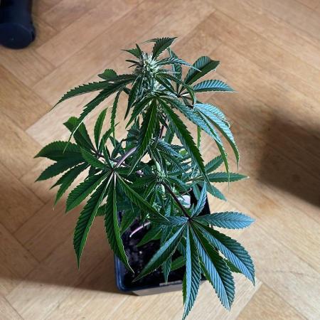 Hollywood - Micro Grow