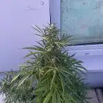 Sticky Orange XXL Auto - Outdoor 25
