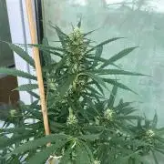 Permanent Marker XL Auto #2 - Outdoor 26