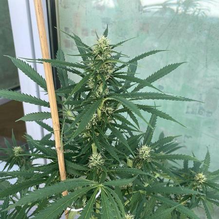 Permanent Marker XL Auto #2 - Outdoor 26