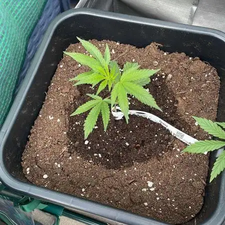 Oreoz - Outdoor 25