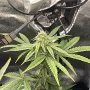 Hollywood - Micro Grow