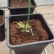 Zoap - Outdoor 26