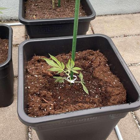 Zoap - Outdoor 26