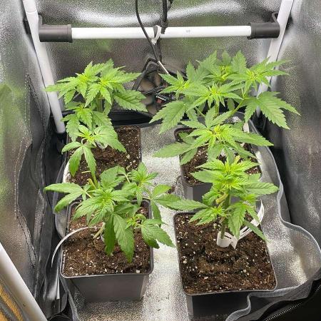 Blue Zushi - MicroGrow 26