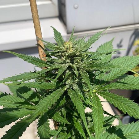 Crystal Candy XL Auto - Outdoor 25