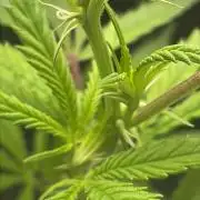 Cap Junky - Micro Grow