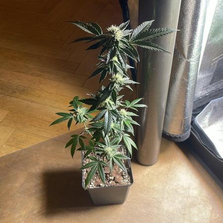 RS#11 - MicroGrow