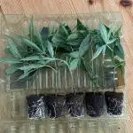 Hollywood - Micro Grow