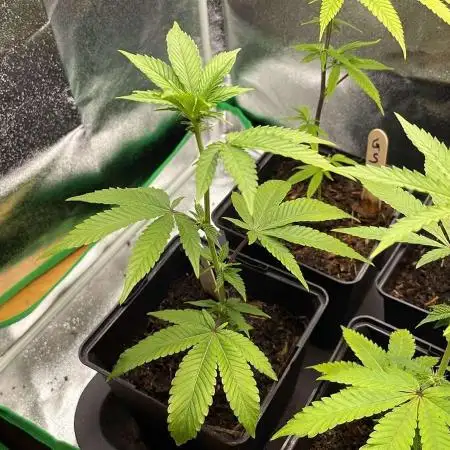 Oreoz - Micro Grow