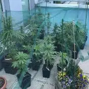 Green Goblin Auto - Outdoor 25