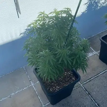 Cereal Milk - Outdoor 25