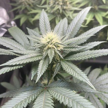 Zoap - MicroGrow
