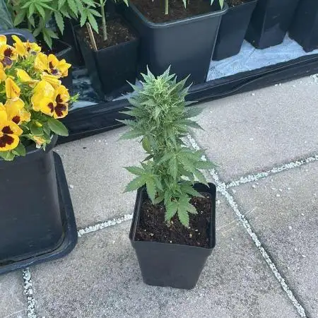 Do Si Dos Auto - Outdoor 25