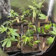 Smackerz - Micro Grow