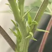 Permanent Marker - Micro Grow