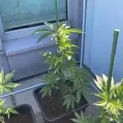 Super Boof #LeaflyStrain24 - Outdoor 26