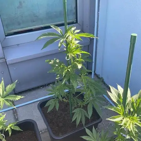 Super Boof #LeaflyStrain24 - Outdoor 26