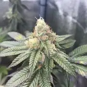 Zoap - MicroGrow