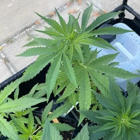 Purple Skunk Auto - Outdoor 25 - pre-grown by a growshop