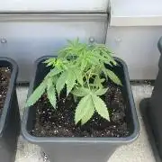 Super Boof XL Auto - Outdoor 26