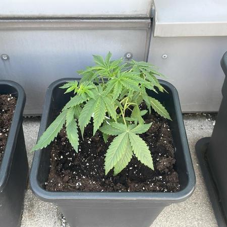 Super Boof XL Auto - Outdoor 26