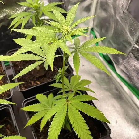 Cereal Milk - Micro Grow