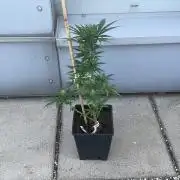 Green Poison XL Auto - Outdoor 25