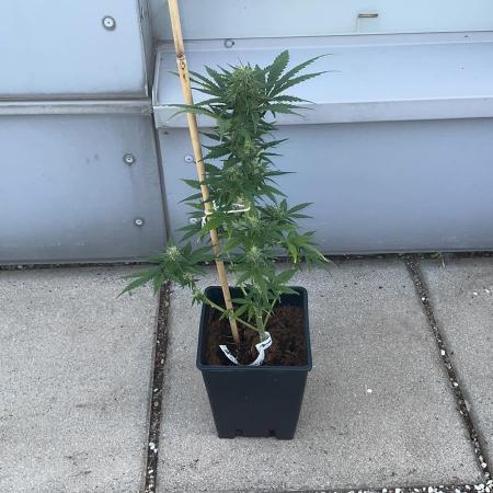 Green Poison XL Auto - Outdoor 25