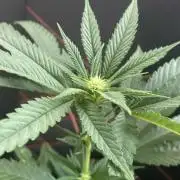 Studio 54 (RS#54) - MicroGrow