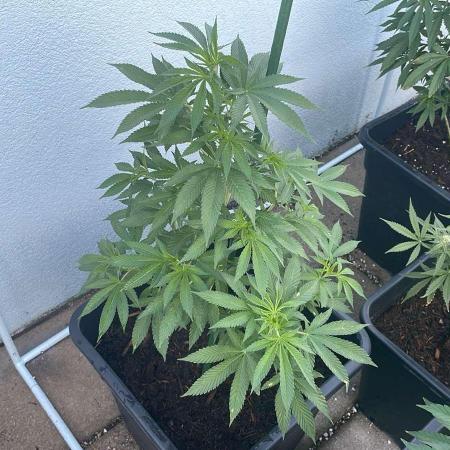 Hash Burger #LeaflyStrain25 - Outdoor 26