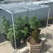 Cereal Milk - Outdoor 26
