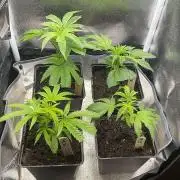 Prism Marker - MicroGrow