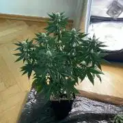 Blue Zushi - MicroGrow 26