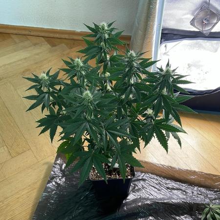 Blue Zushi - MicroGrow 26