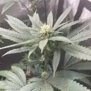 Studio 54 (RS#54) - MicroGrow