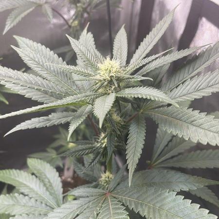 Studio 54 (RS#54) - MicroGrow