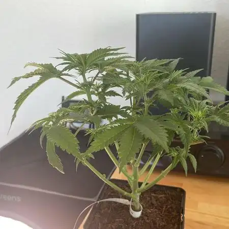 Frozen Biscotti - MicroGrow