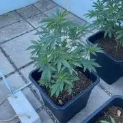 Kush Mints - Outdoor 26