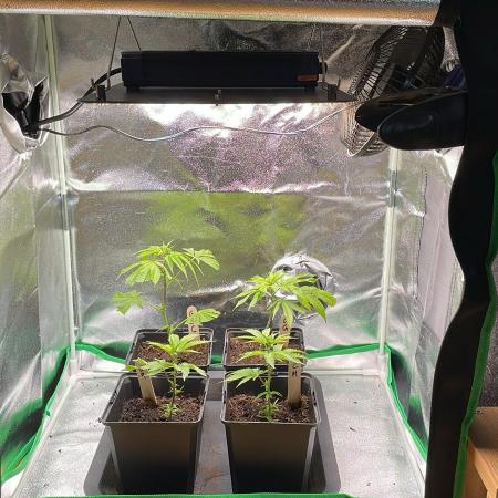 Oreoz - Micro Grow