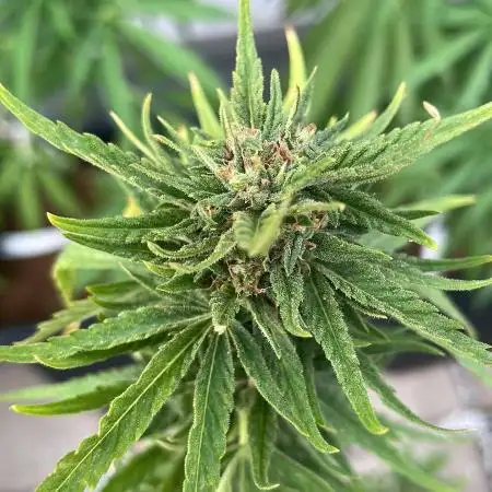 Green Goblin Auto - Outdoor 25