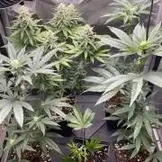 Hash Burger #leafly2025 - MicroGrow