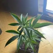 Blueberry Muffin - Micro Grow