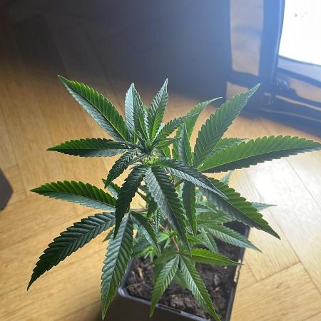 Blueberry Muffin - Micro Grow