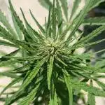 Auto Frozen Biscotti #2 - Outdoor 25