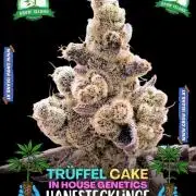 Truffle Cake - Micro Grow